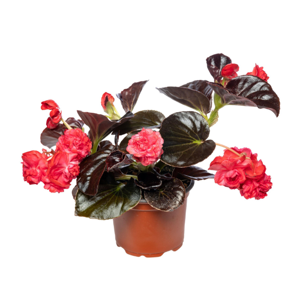 Begonia hybrida 'Birthday Bash Chocolate Cherry'