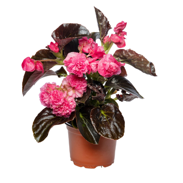 Begonia hybrida 'Birthday Bash Raspberry Sherbert'
