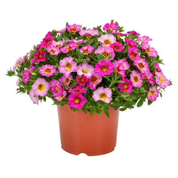 Calibrachoa hybrida 'Rainbow Parisian Pink'