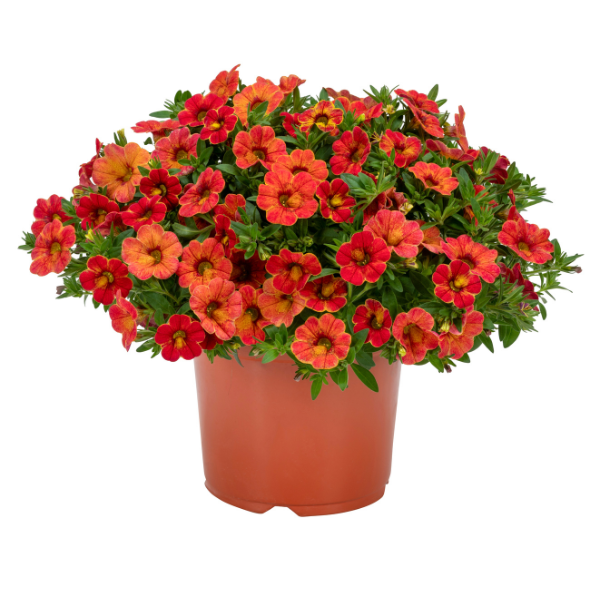 Calibrachoa hybrida 'Rainbow Tiger Tail'