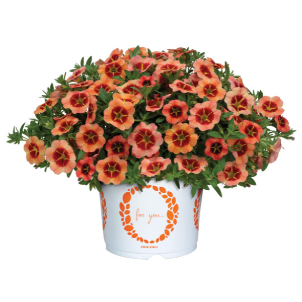 Calibrachoa hybrida 'TikTok Orange'