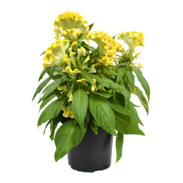 Celosia plumosa 'Kelos Lunar Yellow'