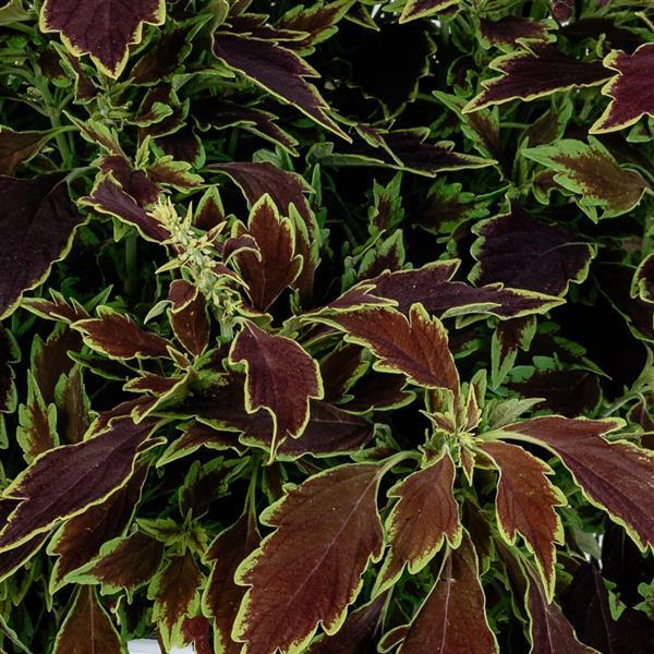 Coleus scutellarioides 'Down Town Le Freak'
