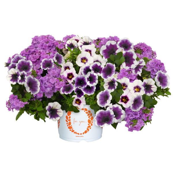 Confetti Garden 'Blueberry Parfait'