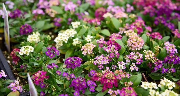 Alyssum lobularia maritima 'Easter Bonnet Mix'