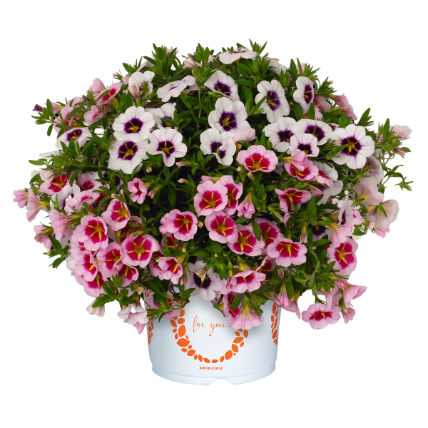 Confetti Garden 'Strawberry Twist'