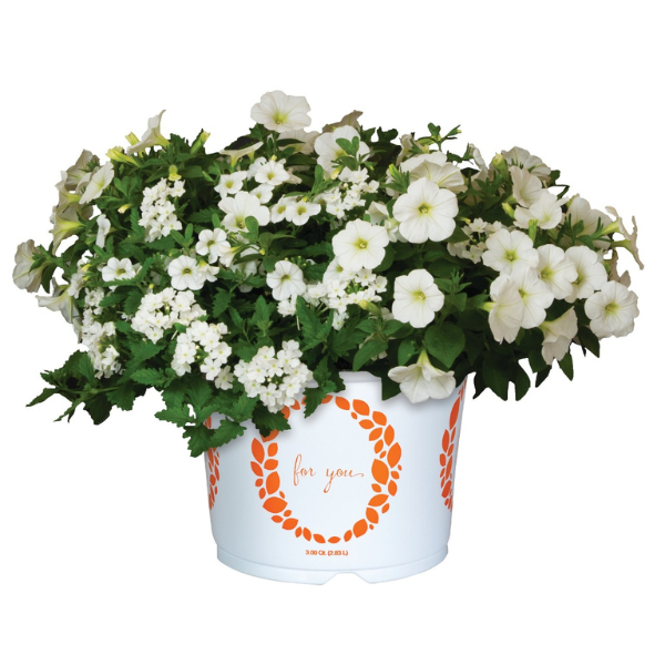 Confetti Garden 'White Wedding'