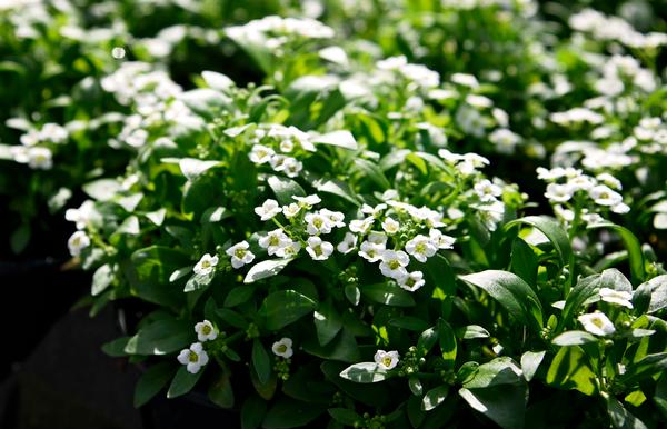 Alyssum lobularia maritima 'Snow Crystals'