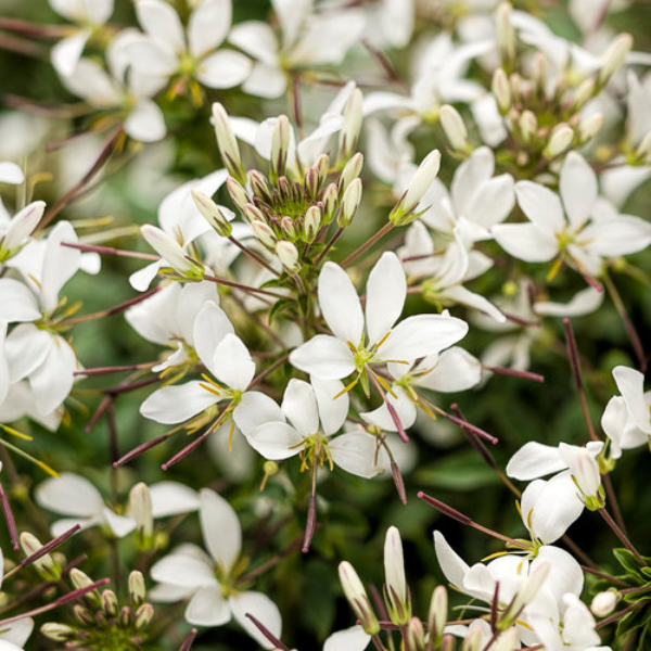 Cleome hybrida 'Senorita Blanca'