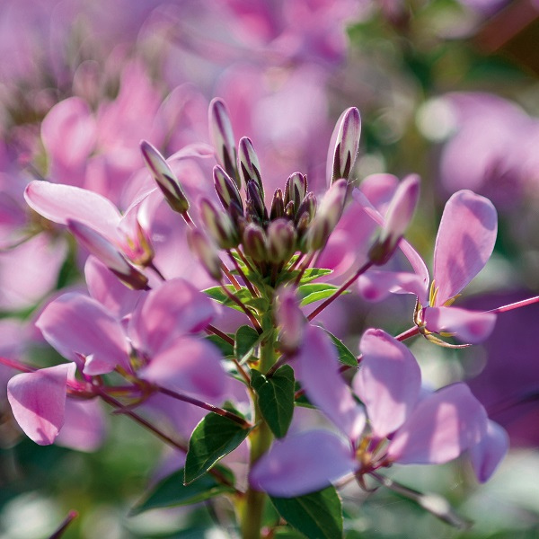 Cleome hybrida 'Senorita Rosalita'