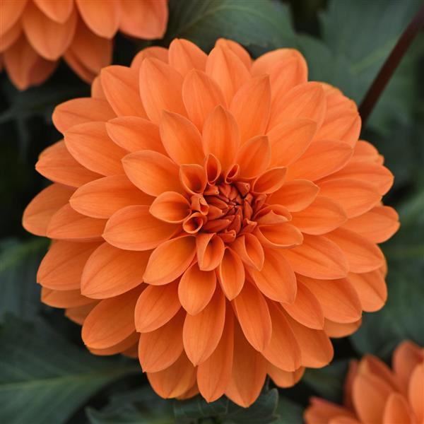Dahlia hybrida 'Dalaya Apricot'