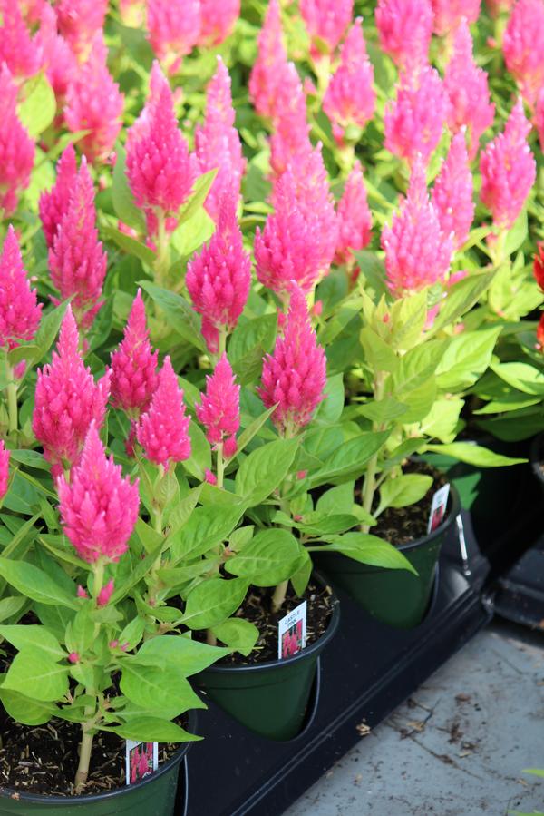 Celosia plumosa 'Castle Pink'