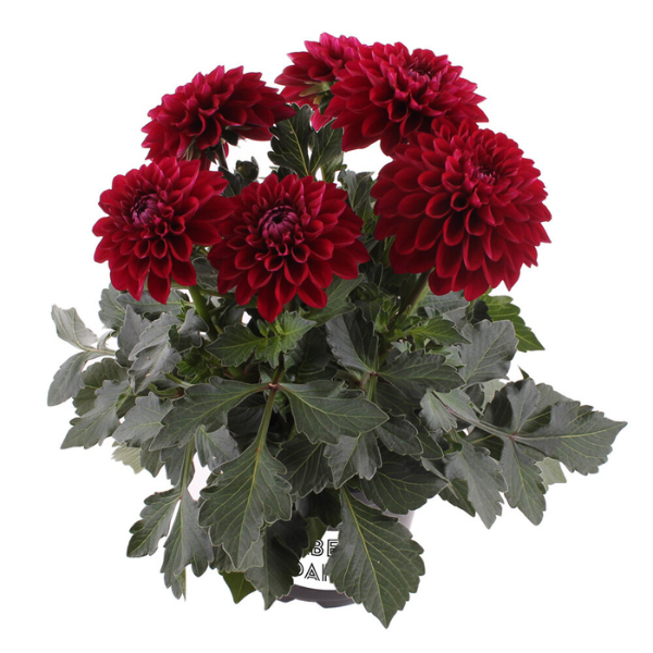 Dahlia pinnata 'LaBella Medio Dark Red'