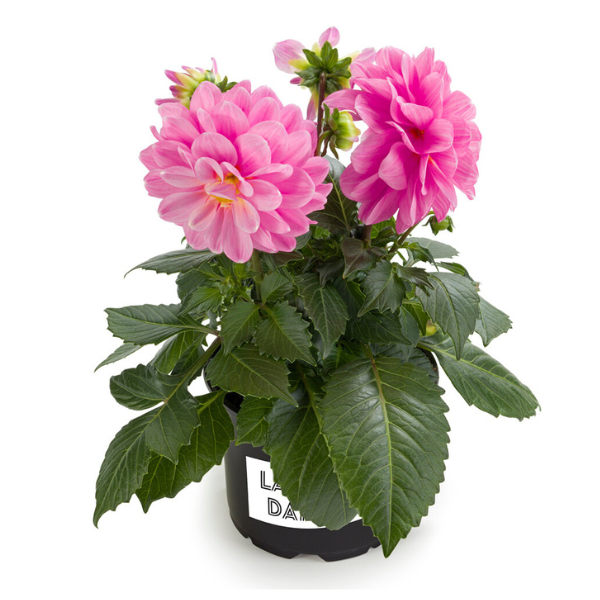 Dahlia pinnata 'LaBella Medio Pink'