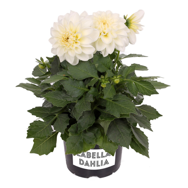 Dahlia pinnata 'LaBella Medio White'