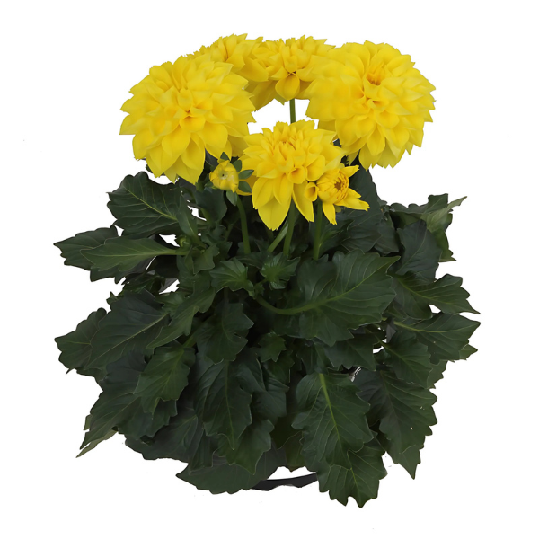 Dahlia pinnata 'LaBella Medio Yellow'