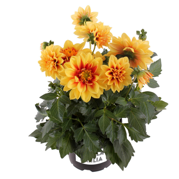 Dahlia pinnata 'LaBella Medio Fun Golden Eye'