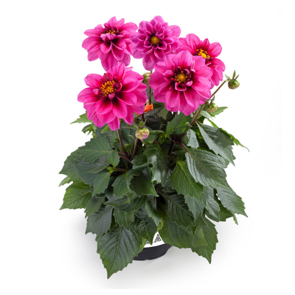 Dahlia pinnata 'LaBella Medio Fun Pink with Eye'