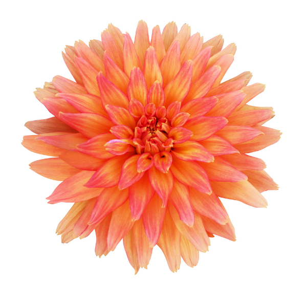 Dahlia 'Megaboom Orange Crush'