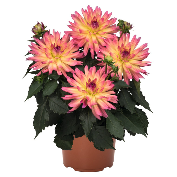 Dahlia 'Megaboom Passion Fruit'