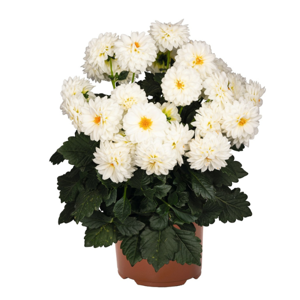 Dahlia 'Novation White'