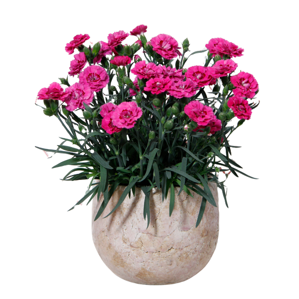 Dianthus caryophyllus 'DiaDeur Pink and Red'