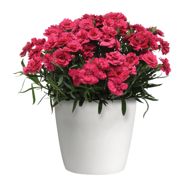 Dianthus caryophyllus 'Oscar Cherry and Velvet'