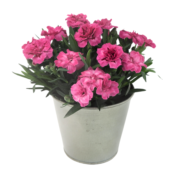 Dianthus caryophyllus 'Oscar Pink Neon'