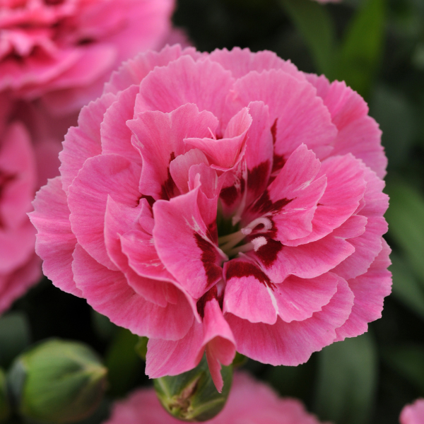 Dianthus caryophyllus 'Oscar Pink and Purple'