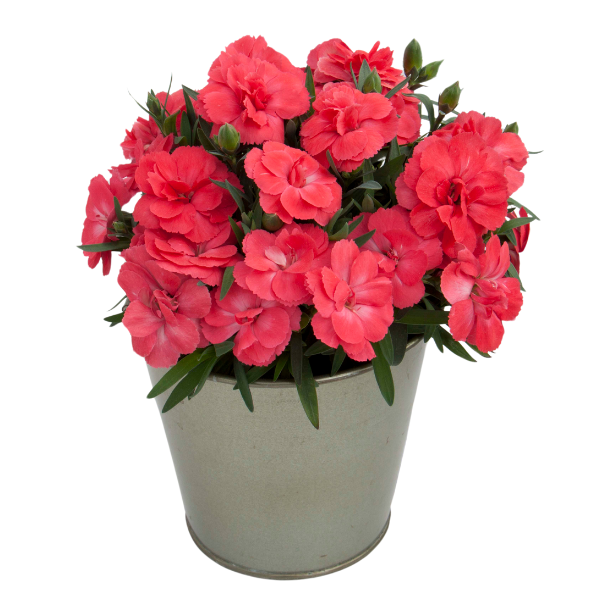 Dianthus caryophyllus 'Oscar Salmon'