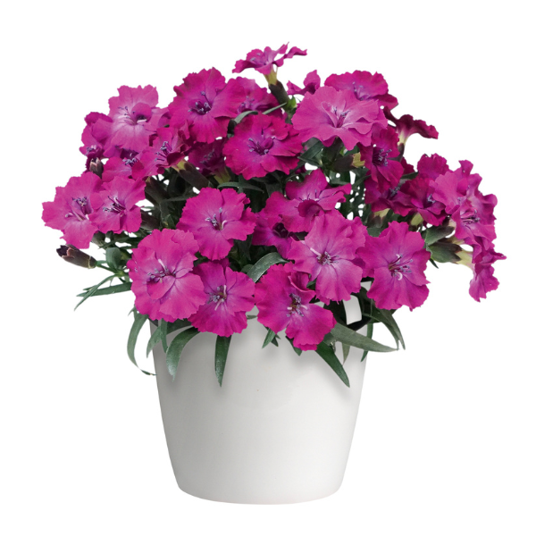 Dianthus caryophyllus 'Scully'