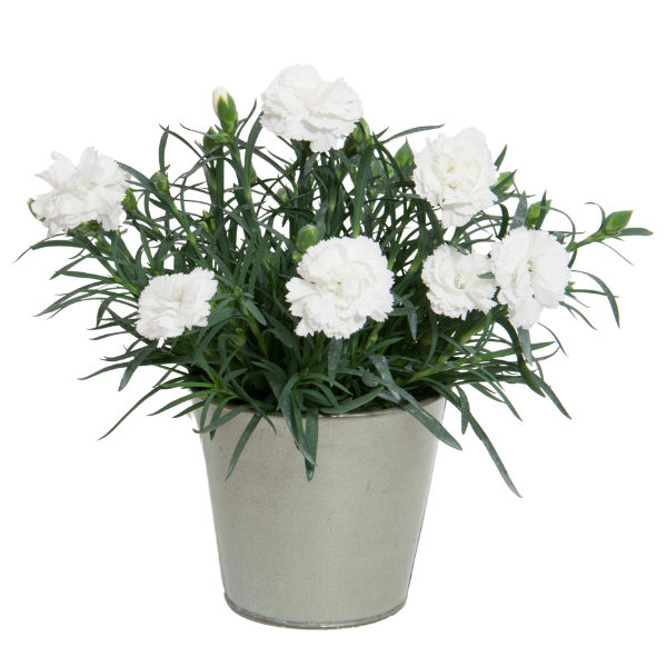 Dianthus caryophyllus 'SuperTrouper White'