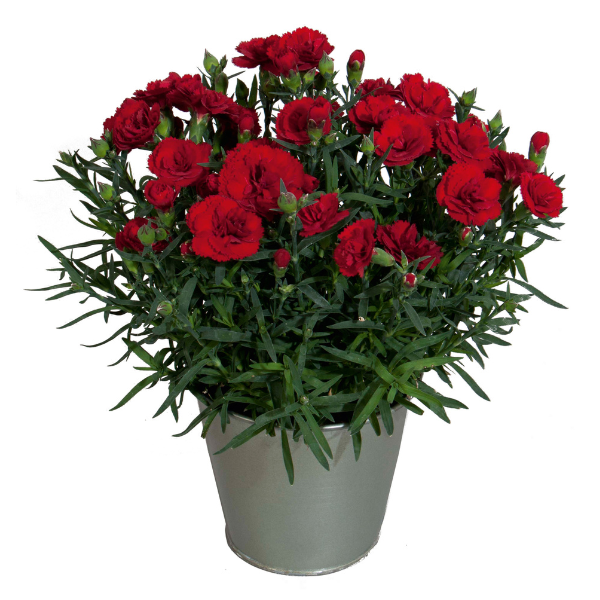 Dianthus cultivars 'Vivacia Deep Red'