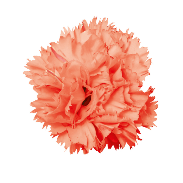 Dianthus cultivars 'Vivacia Orange'
