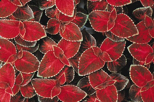 Coleus scutellarioides 'Wizard Velvet Red'