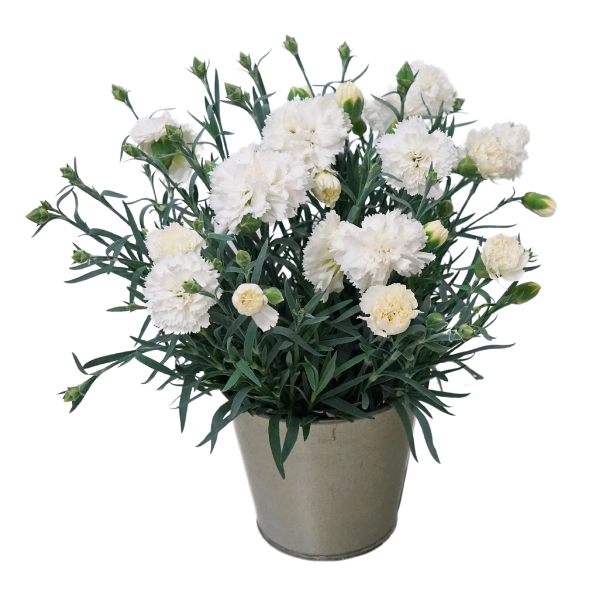 Dianthus cultivars 'Vivacia White'