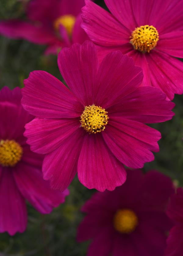 Cosmos bipinnatus 'Sonata Carmine'