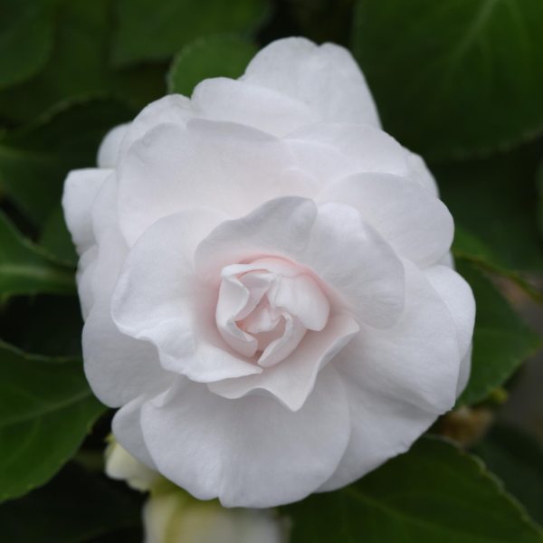 Double Impatiens walleriana 'Glimmer White'