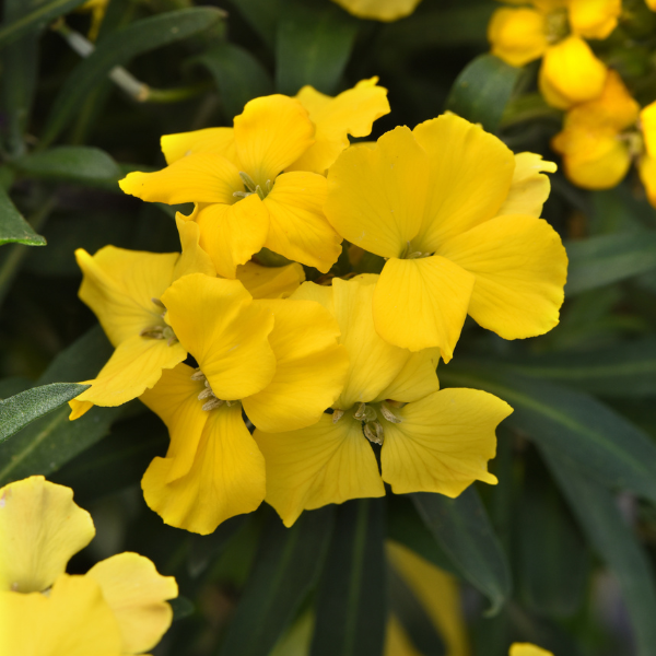 Erysimum cultivars 'Brightside Dark Yellow'