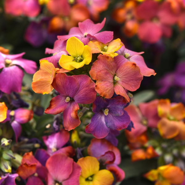 Erysimum cultivars 'Brightside Magenta Glow'