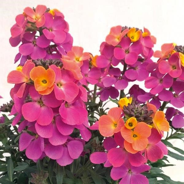 Erysimum cultivars 'Brightside Fuchsia Glow'
