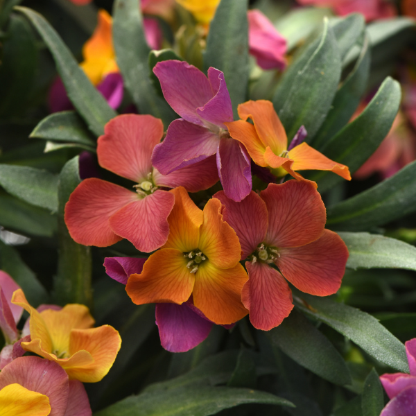 Erysimum cultivars 'Brightside Orange Glow'