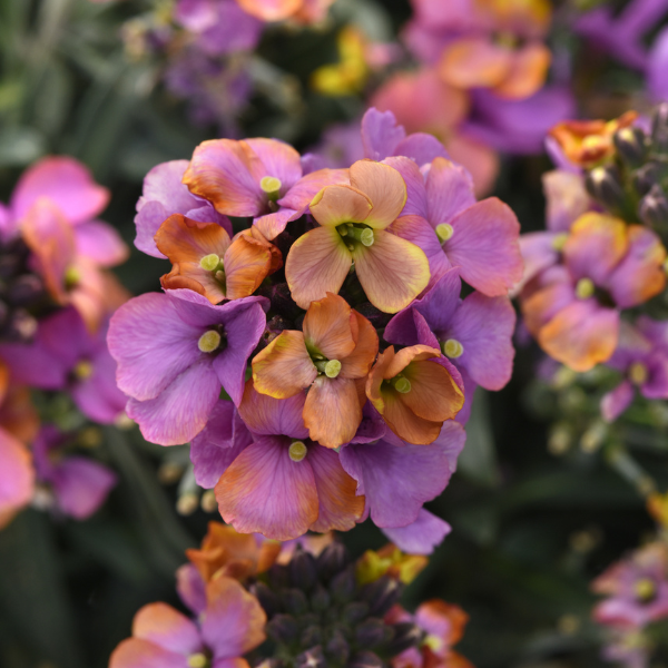 Erysimum cultivars 'Brightside Purple Glow'