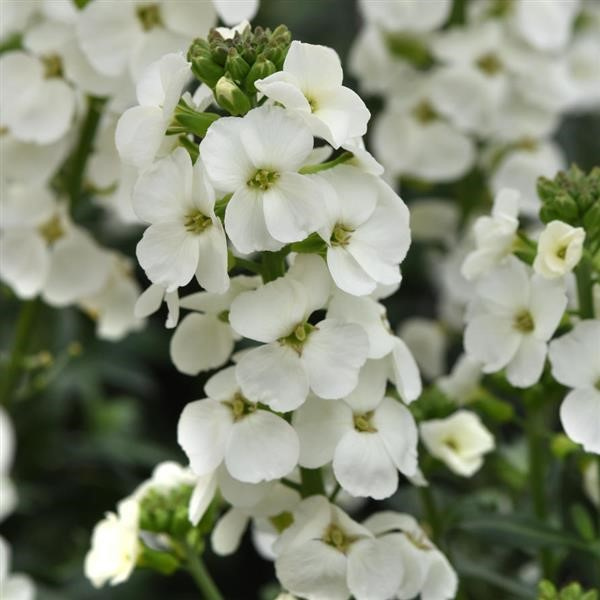 Erysimum cultivars 'Brightside White'