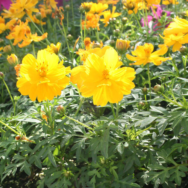 Cosmos sulphureus 'Cosmic Yellow'