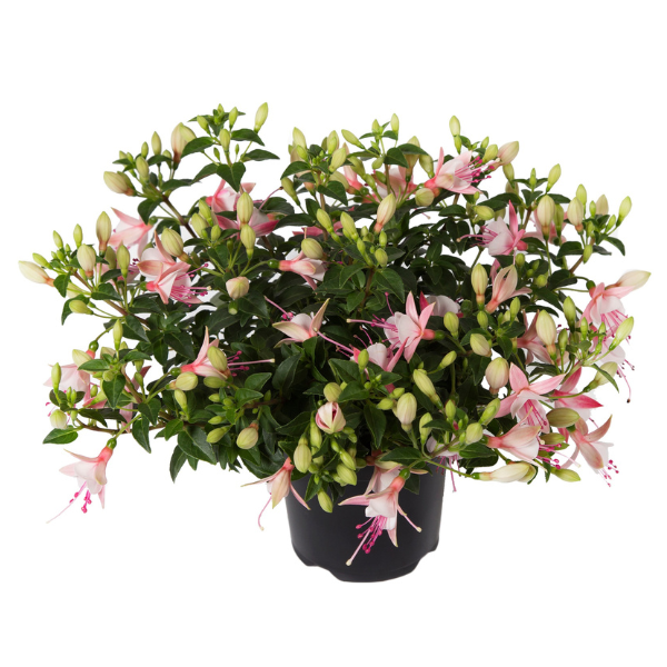 Fuchsia hybrid 'Bella Sophia'