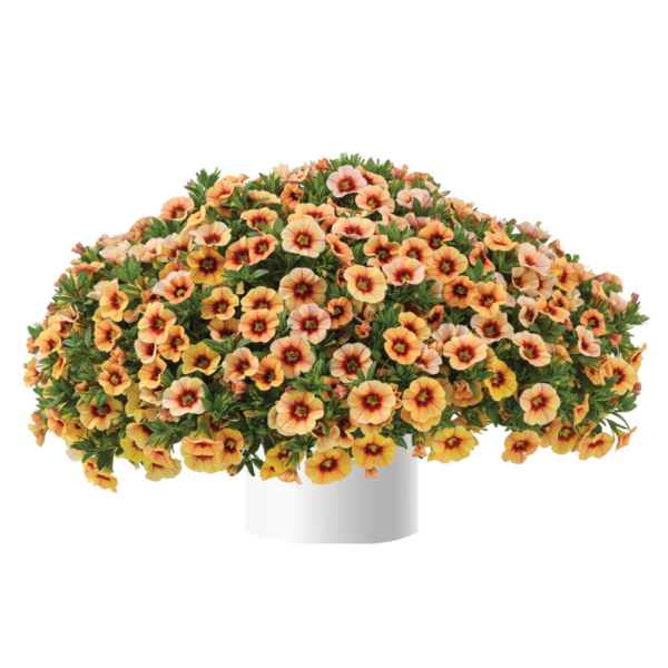 Calibrachoa hybrida 'Eyeconic Compact Sunset'