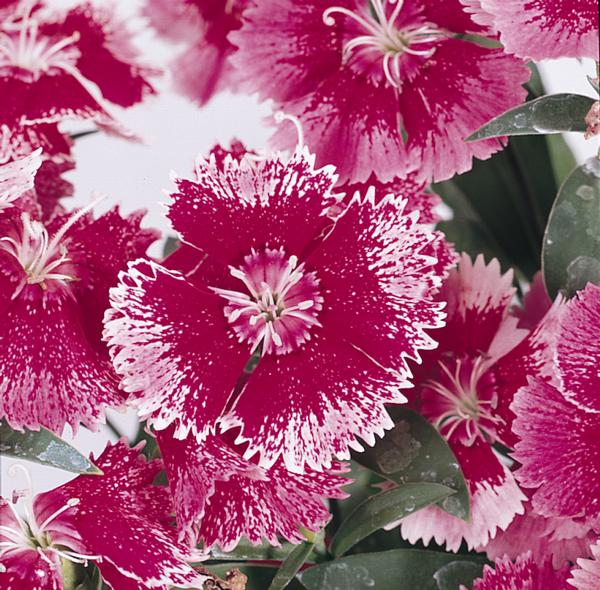 Dianthus chinensis x barbatus 'Floral Lace True Rose'