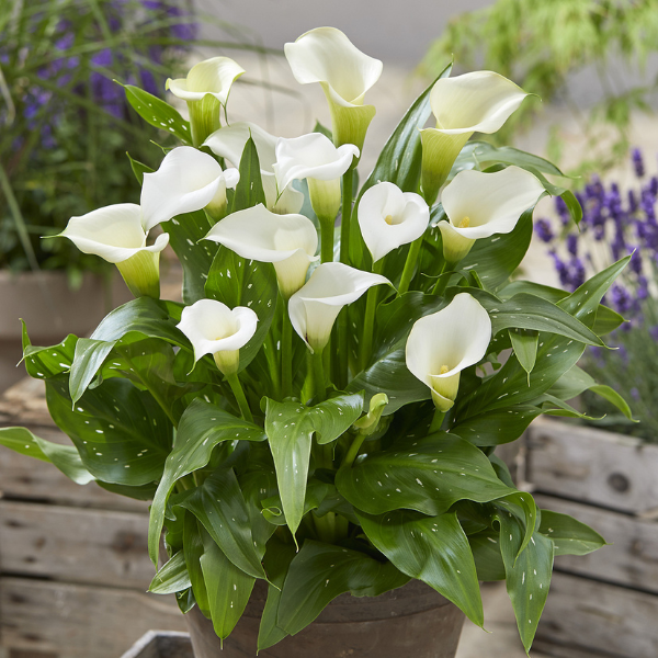 Calla Lilies zantedeschia rehmannii hybrida 'Captain Kelso'