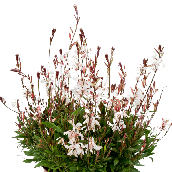 Gaura lindheimeri 'Bantam White'
